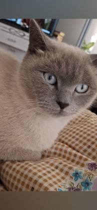 BRİTİSH BLUE POİNT DİŞİ KEDİMİZ - British Shorthair - Adana