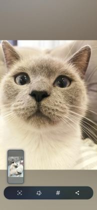 BRİTİSH BLUE POİNT DİŞİ KEDİMİZ - British Shorthair - Adana
