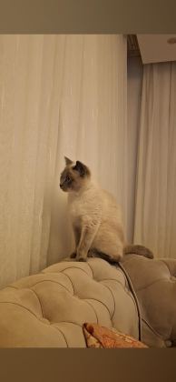 BRİTİSH BLUE POİNT DİŞİ KEDİMİZ - British Shorthair - Adana