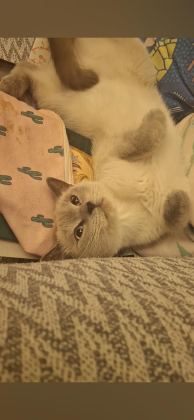 BRİTİSH BLUE POİNT DİŞİ KEDİMİZ - British Shorthair - Adana