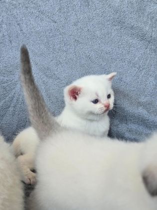 BRİTİSH SHORTHAİR RED POİNT - British Shorthair - Ankara