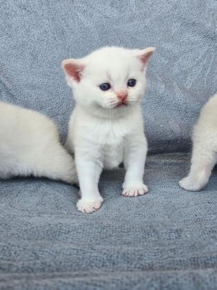 BRİTİSH SHORTHAİR RED POİNT - British Shorthair - Ankara