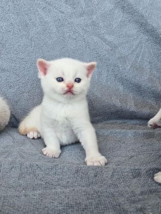 BRİTİSH SHORTHAİR RED POİNT - British Shorthair - Ankara