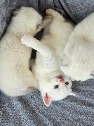 BRİTİSH SHORTHAİR RED POİNT - British Shorthair - Ankara
