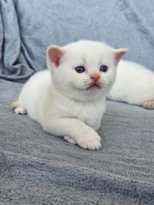 BRİTİSH SHORTHAİR RED POİNT - British Shorthair - Ankara