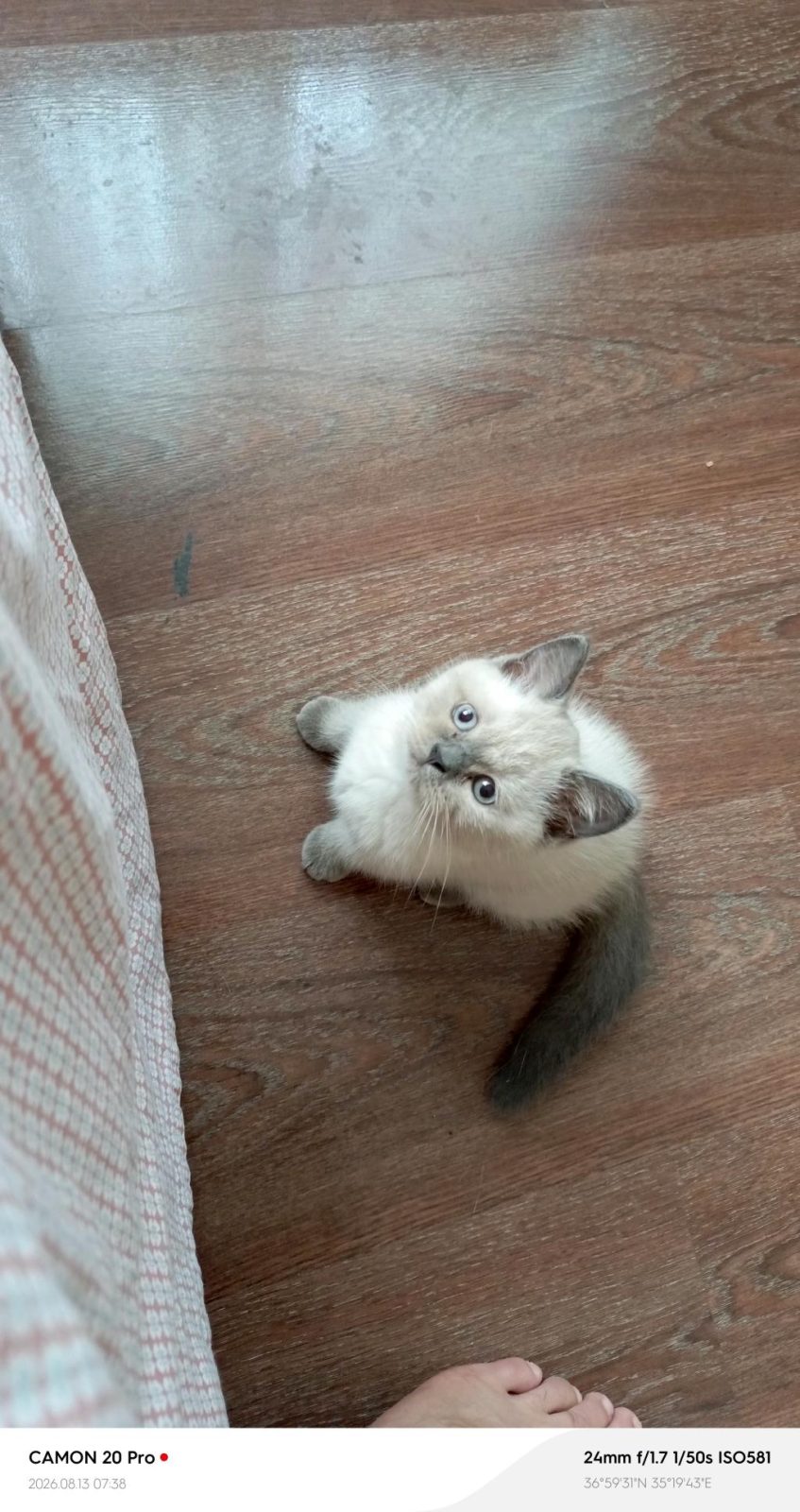 DİŞİ BRİTİSH SHORTHAİR KEDİSİ - British Shorthair - Adana