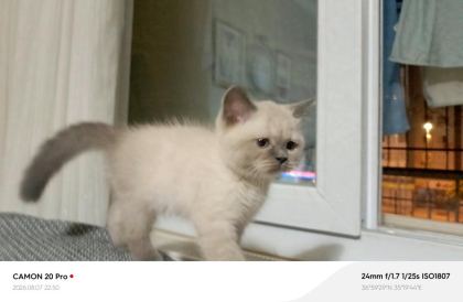 DİŞİ BRİTİSH SHORTHAİR KEDİSİ - British Shorthair - Adana