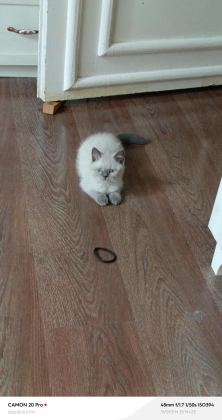 DİŞİ BRİTİSH SHORTHAİR KEDİSİ - British Shorthair - Adana