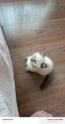 DİŞİ BRİTİSH SHORTHAİR KEDİSİ - British Shorthair - Adana