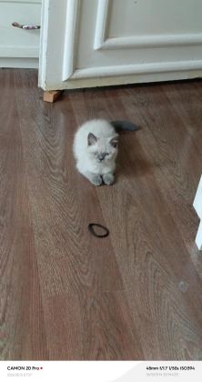 DİŞİ BRİTİSH SHORTHAİR KEDİSİ - British Shorthair - Adana