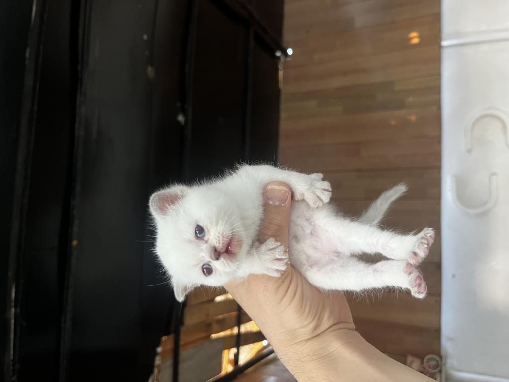 BİBLO SURAT BEBİŞ KEDİLER YENİ YUVASINI ARIYORUZ - British Shorthair - Manisa