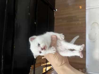 BİBLO SURAT BEBİŞ KEDİLER YENİ YUVASINI ARIYORUZ - British Shorthair - Manisa