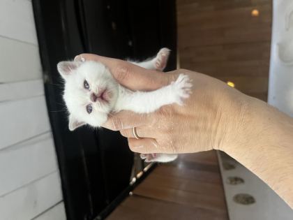 BİBLO SURAT BEBİŞ KEDİLER YENİ YUVASINI ARIYORUZ - British Shorthair - Manisa