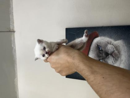BİBLO SURAT BEBİŞ KEDİLER YENİ YUVASINI ARIYORUZ - British Shorthair - Manisa