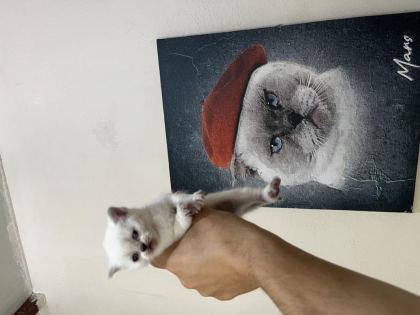 BİBLO SURAT BEBİŞ KEDİLER YENİ YUVASINI ARIYORUZ - British Shorthair - Manisa