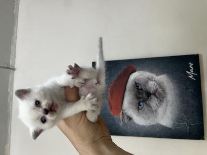 BİBLO SURAT BEBİŞ KEDİLER YENİ YUVASINI ARIYORUZ - British Shorthair - Manisa