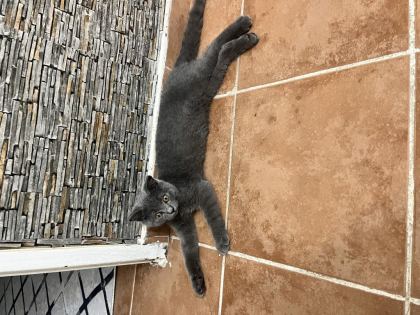BRİTİSH SHORTHAİR 4 AYLIK - British Shorthair - Kahramanmaraş