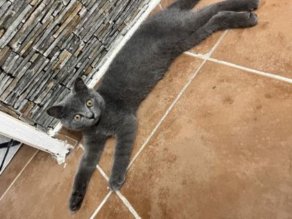 BRİTİSH SHORTHAİR 4 AYLIK - British Shorthair - Kahramanmaraş