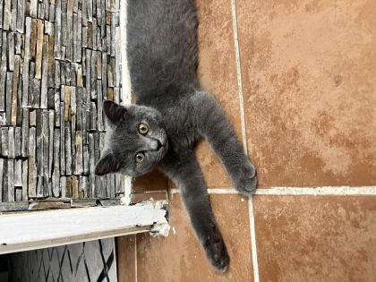 BRİTİSH SHORTHAİR 4 AYLIK - British Shorthair - Kahramanmaraş