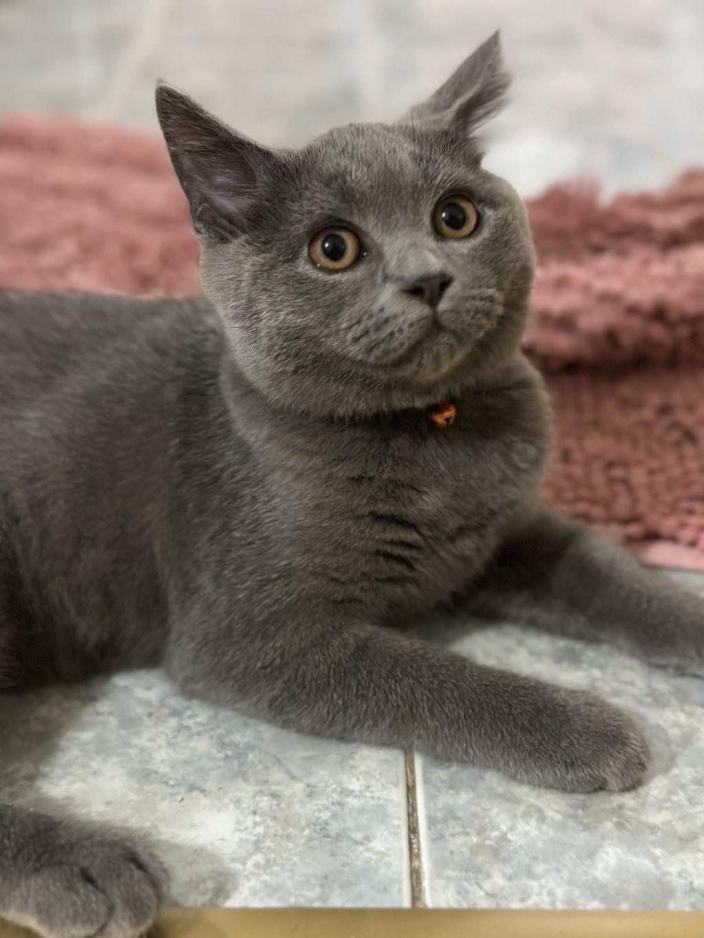SAHİPLENDİRME 3 AYLIK ERKEK KEDİMİZ - British Shorthair - Zonguldak