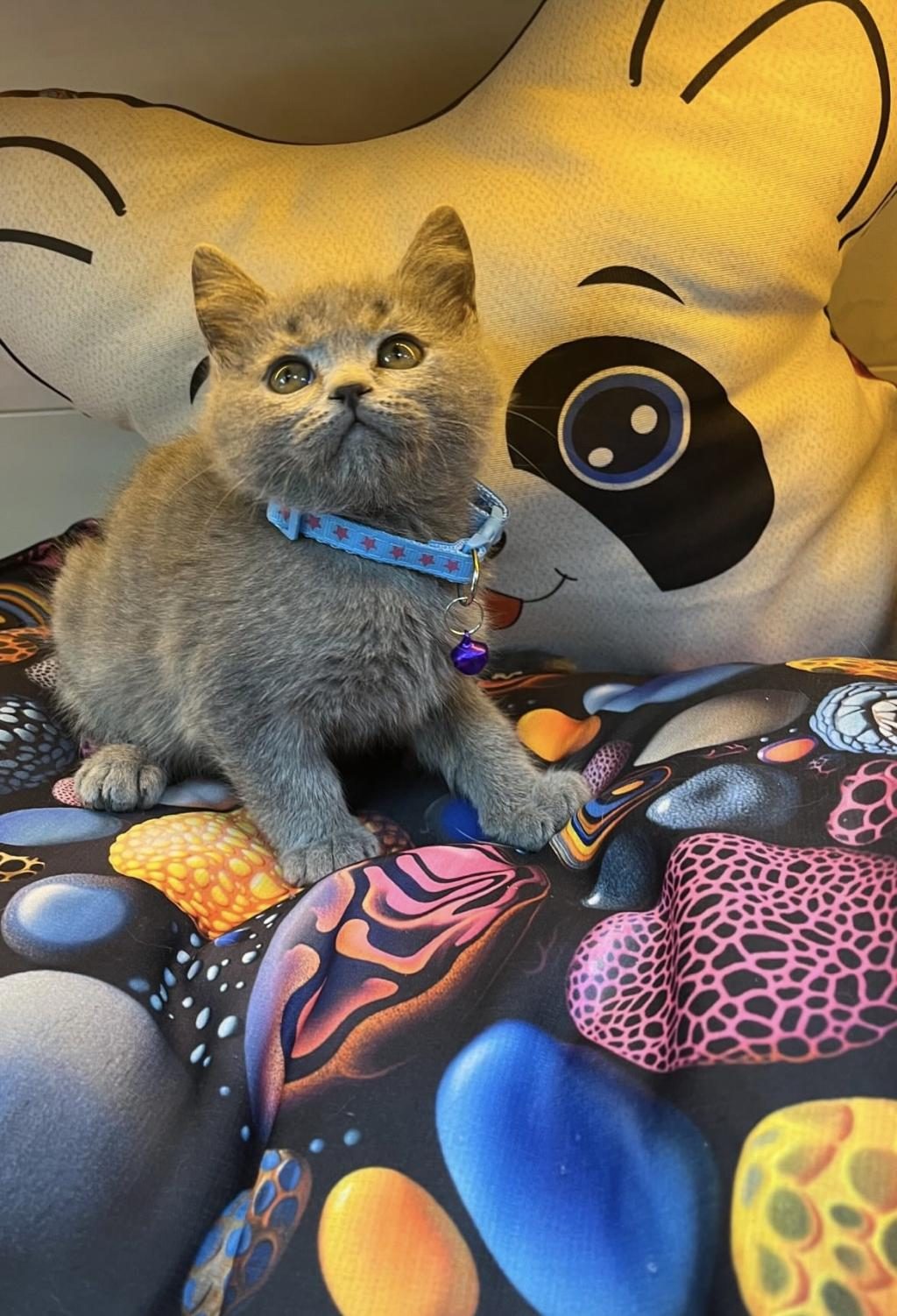 BRİTİSH YAVRUMUZ ORİJİNAL IRK - British Shorthair - Erzurum