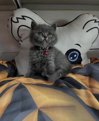 BRİTİSH YAVRUMUZ ORİJİNAL IRK - British Shorthair - Erzurum