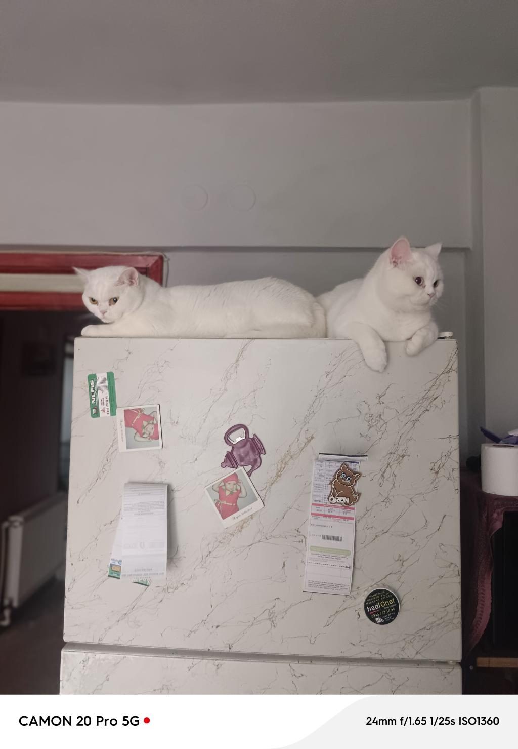 KEDİMİZE ACİL ÖMÜRLÜK YUVA - British Shorthair - Balıkesir