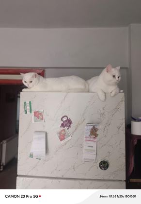 KEDİMİZE ACİL ÖMÜRLÜK YUVA - British Shorthair - Balıkesir