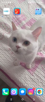 KEDİMİZE ACİL ÖMÜRLÜK YUVA - British Shorthair - Balıkesir