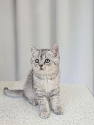 KEDİMİZ LOKUM UN 4 ADET BRİTİSH SHORTHAİR YAVRUSU - British Shorthair - Ankara