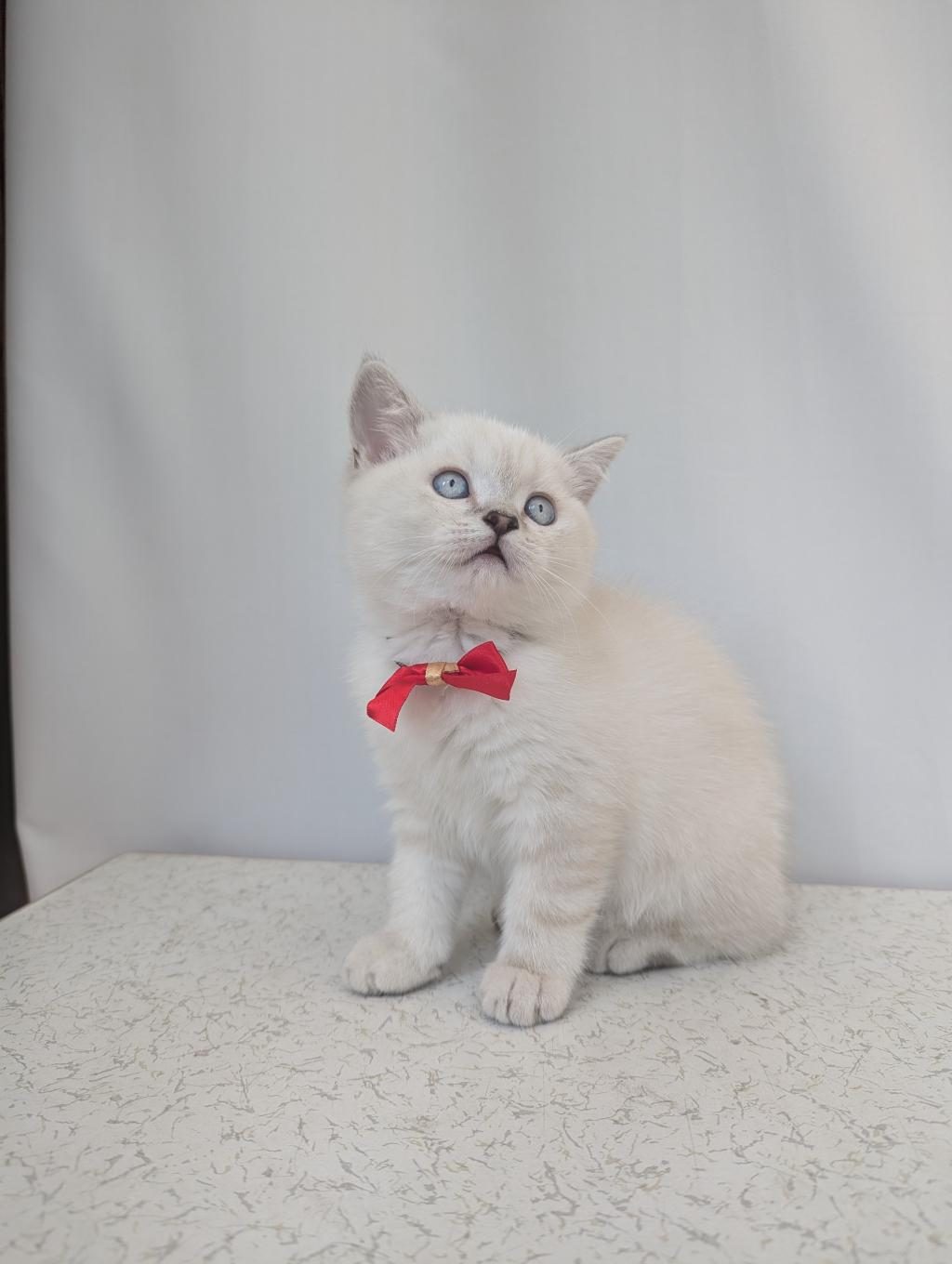KEDİMİZ LOKUM UN 4 ADET BRİTİSH SHORTHAİR YAVRUSU - British Shorthair - Ankara