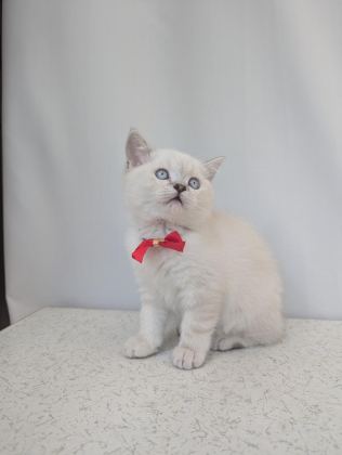 KEDİMİZ LOKUM UN 4 ADET BRİTİSH SHORTHAİR YAVRUSU - British Shorthair - Ankara
