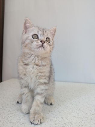 KEDİMİZ LOKUM UN 4 ADET BRİTİSH SHORTHAİR YAVRUSU - British Shorthair - Ankara
