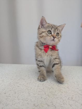KEDİMİZ LOKUM UN 4 ADET BRİTİSH SHORTHAİR YAVRUSU - British Shorthair - Ankara