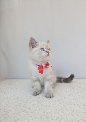 KEDİMİZ LOKUM UN 4 ADET BRİTİSH SHORTHAİR YAVRUSU - British Shorthair - Ankara
