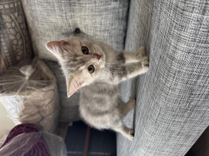 SEVİMLİ BRİTİSH YAVRUMUZ - British Shorthair - Muğla