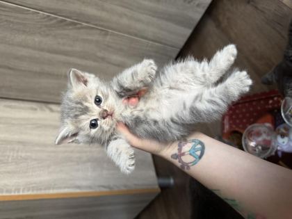 SEVİMLİ BRİTİSH YAVRUMUZ - British Shorthair - Muğla
