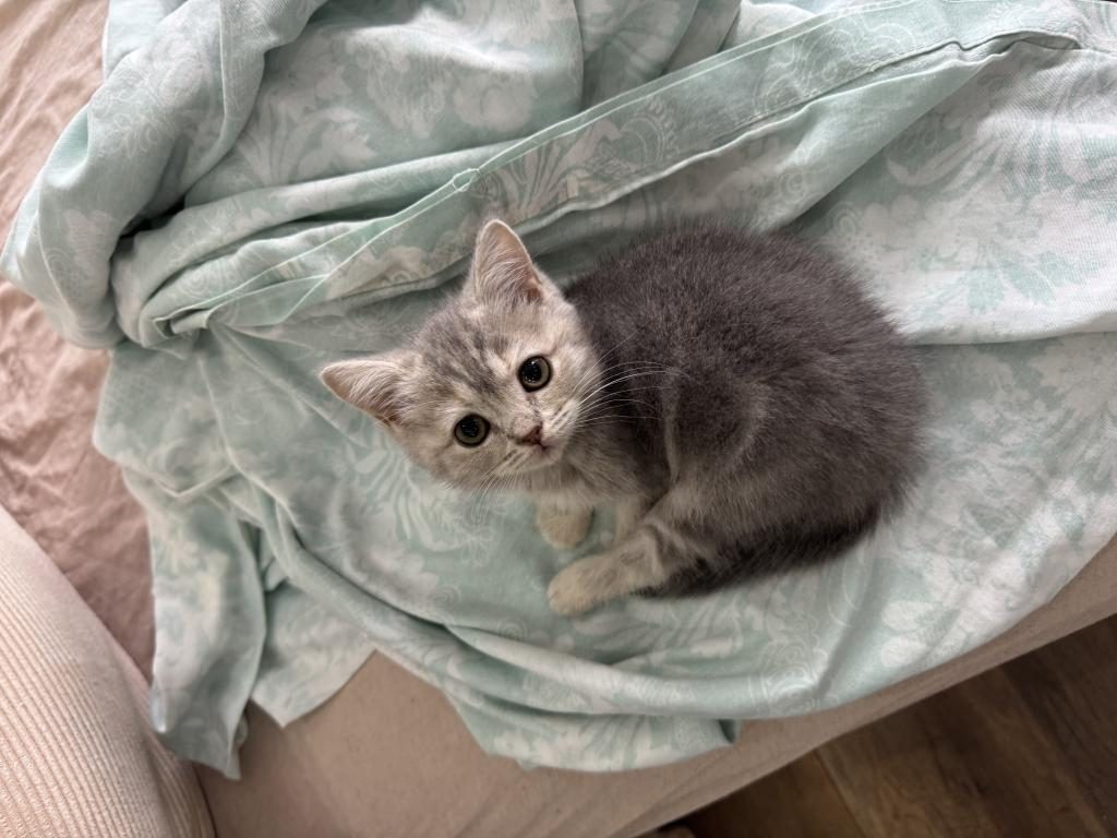 SEVİMLİ BRİTİSH YAVRUMUZ - British Shorthair - Muğla