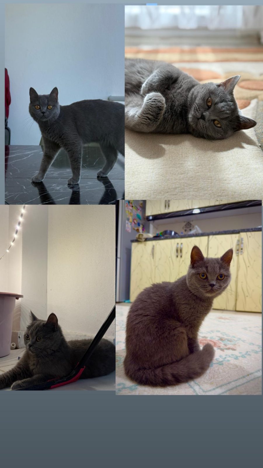 SAĞLIKLI DİŞİ BRİTİSH SHORTHAİR - British Shorthair - Mersin