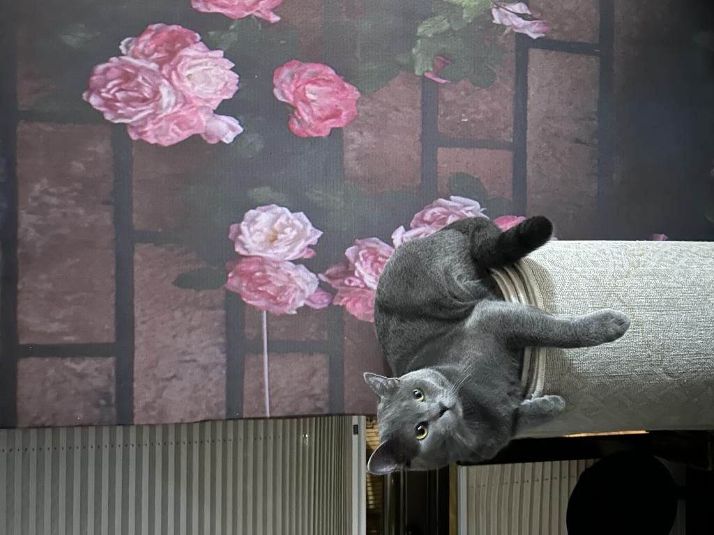 BRİTİSH SHORTHAİR ERKEK KISIR ÇİPLİ - British Shorthair - Kahramanmaraş