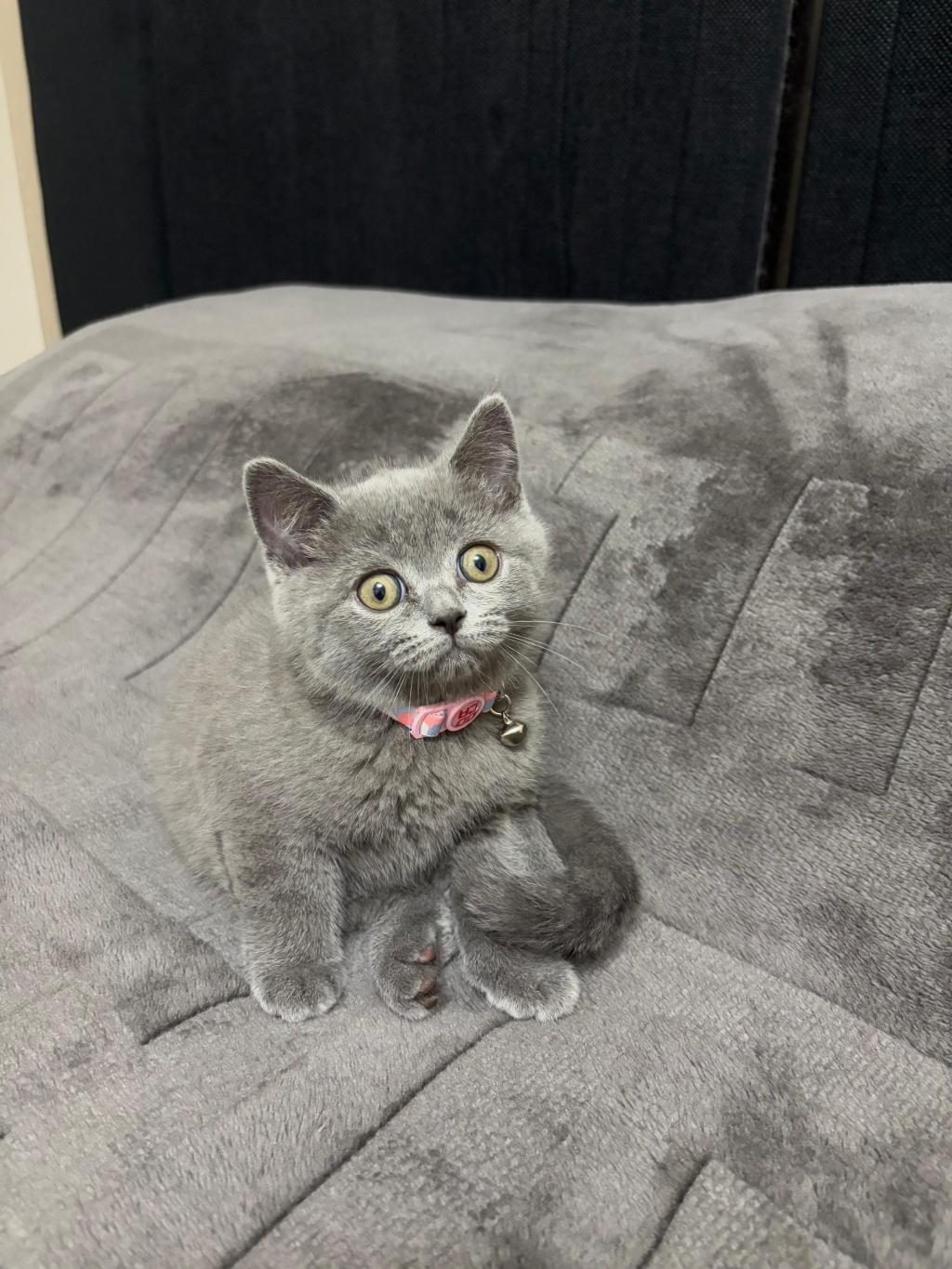 BRİTİSH SHORTHAİR 2 AYLIK - British Shorthair - İzmir