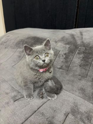 BRİTİSH SHORTHAİR 2 AYLIK - British Shorthair - İzmir