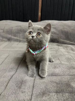 BRİTİSH SHORTHAİR 2 AYLIK - British Shorthair - İzmir