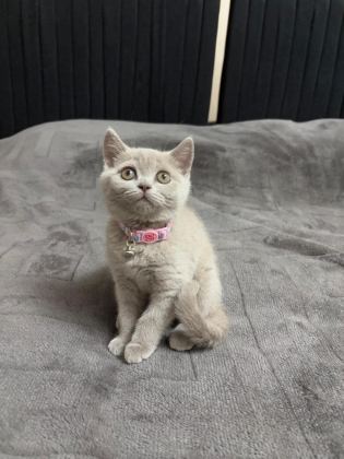 BRİTİSH SHORTHAİR 2 AYLIK - British Shorthair - İzmir