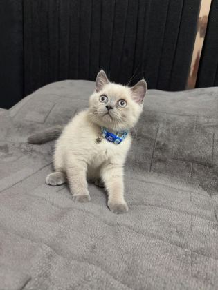 BRİTİSH SHORTHAİR 2 AYLIK - British Shorthair - İzmir