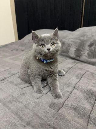 BRİTİSH SHORTHAİR 2 AYLIK - British Shorthair - İzmir