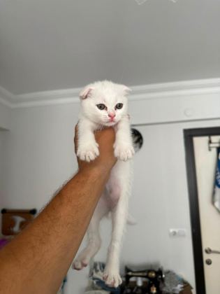 SEVİMLİ PATİ KEDİLER PODYUMDA - British Shorthair - Denizli
