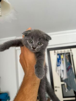 SEVİMLİ PATİ KEDİLER PODYUMDA - British Shorthair - Denizli