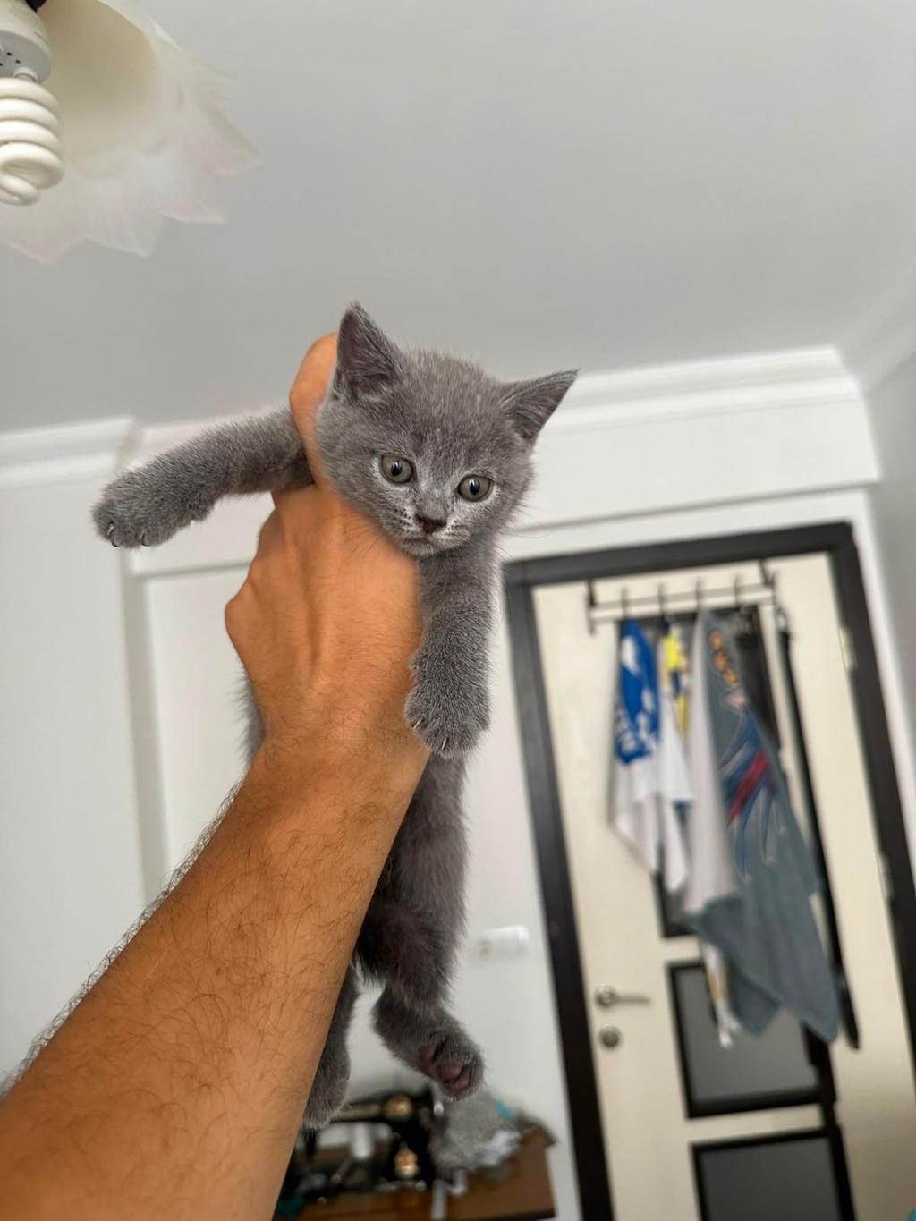 SEVİMLİ PATİ KEDİLER PODYUMDA - British Shorthair - Denizli