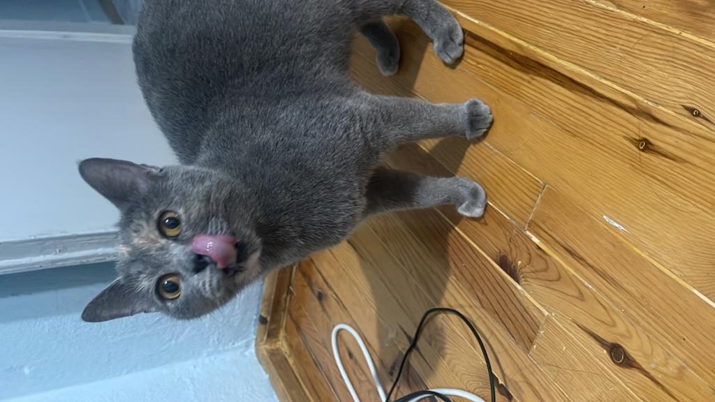 BRİTİSH SHORTHAİR KEDİSİ DİŞİ - British Shorthair - İzmir